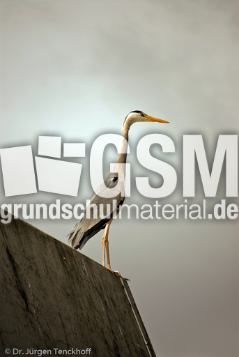 Graureiher (7 von 15).jpg